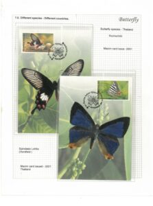 Srinivas Baikady- Butterflies